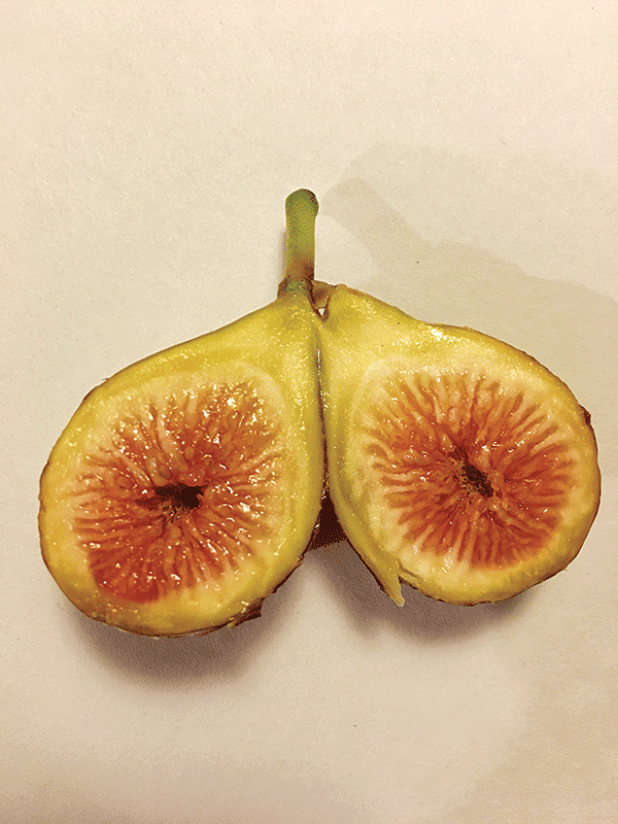 The fruit of a fig is composed of both flowers and seeds. (Photos by Heather Kirk-Ballard/LSU AgCenter)