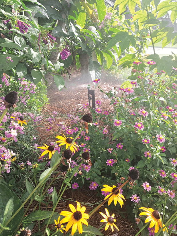 Water your plants deeply and early in the morning or late in the evening when the temperature is cooler, allowing the roots to absorb moisture effectively. (Photos by Heather Kirk-Ballard/LSU AgCenter) 