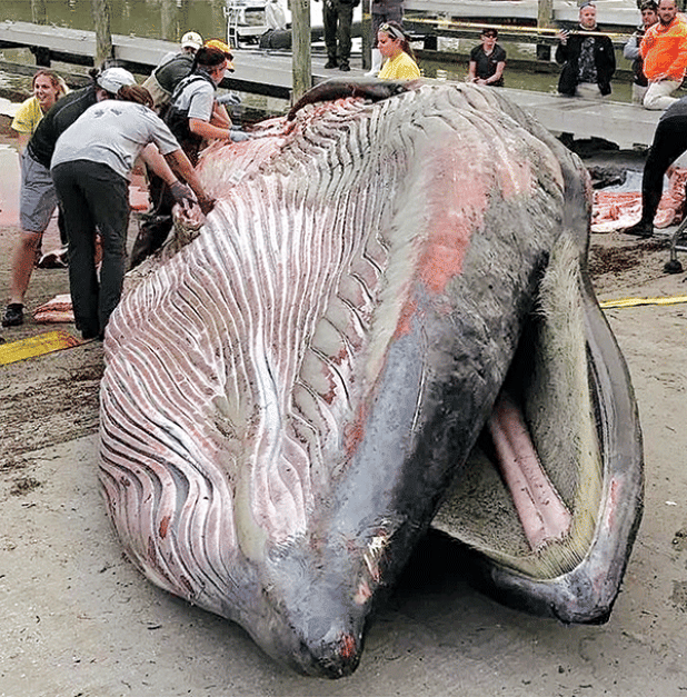 A dead Rice’s whale washed up on a Florida beach in 2019. It was found to have been killed by a plastic fragment lodged in its stomach. (National Park Service photo) 