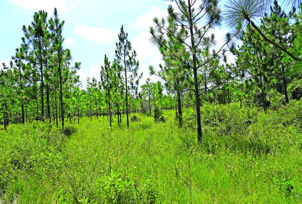 This savannah at the Marsh Bayou WMA shows some of the success of the initial restoration efforts from 15 years ago, with a mixture of longleaf pine in a diverse ecosystem that allows sunlight to get to the ground, encouraging growth of grasses and other plants animals like Eastern wild turkey, bobwhite quail and whitetail deer need to survive.