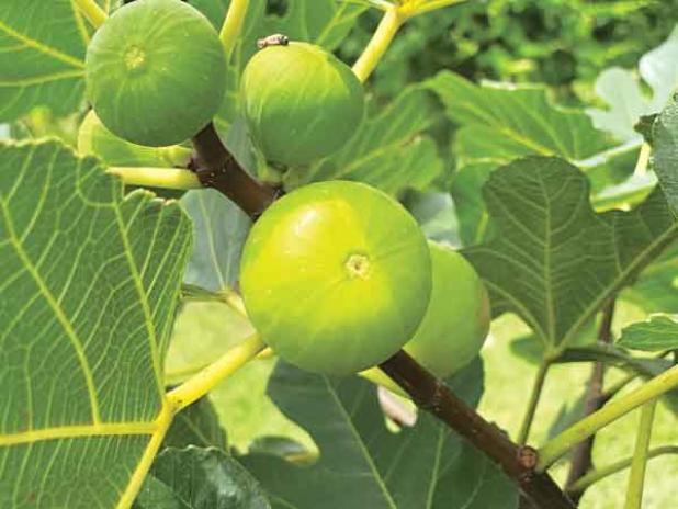LSU Gold fig 