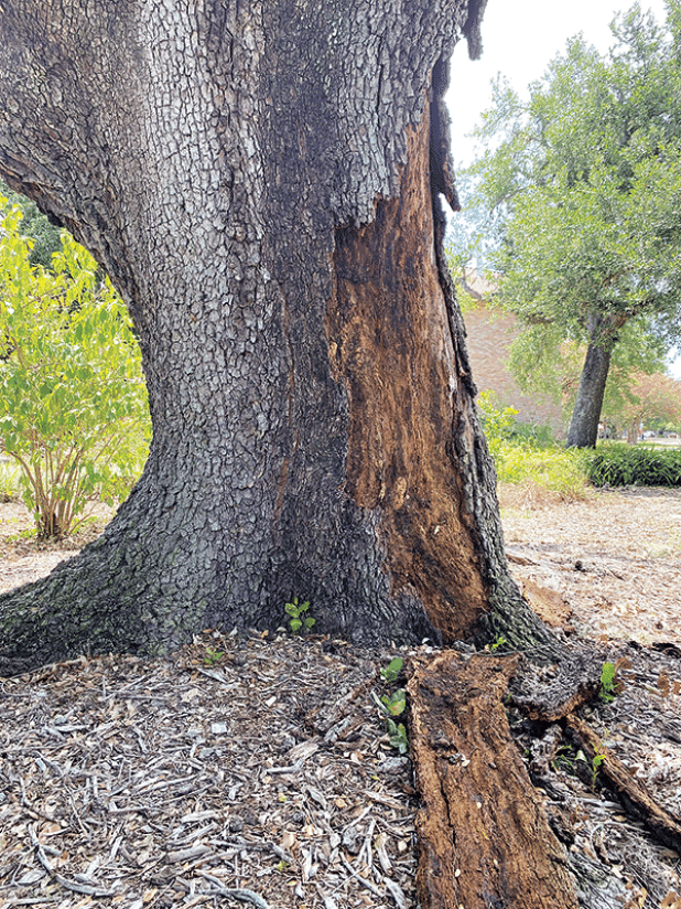 Fallen bark is a sure sign of trunk damage on this live oak tree. (Photo by LSU AgCenter )  