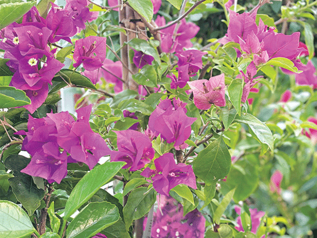 Turfgrass and tropical plants thrive in the summertime. (Photo by Heather Kirk-Ballard/LSU AgCenter)