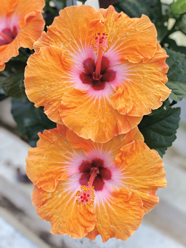 Tropical hibiscus comes in single- and double-flower forms in nearly any color combination imaginable. 