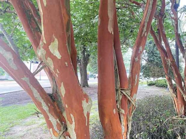 Exfoliating bark on crape myrtles is one of the great focal points of this plant. (Photo by Heather Kirk-Ballard  LSU AgCenter)