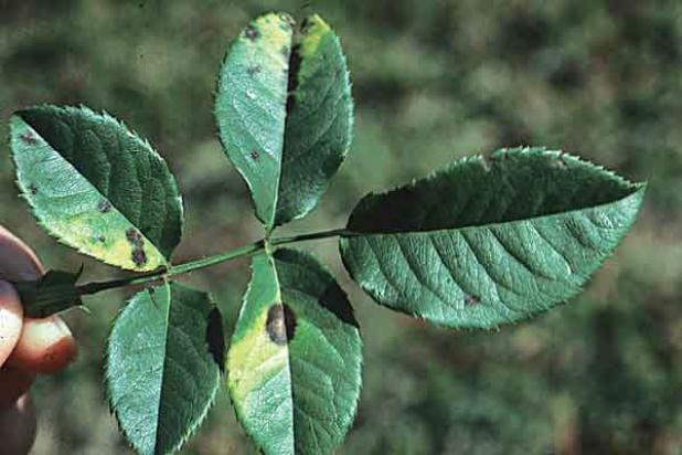 If the plants are showing signs of black spot or mildew, be sure to rinse your pruners in 10% bleach solution then in water before moving onto healthy shrubs to prevent the spreading of any disease. (Photo by Heather Kirk-Ballard/LSU AgCenter) 