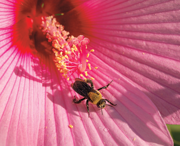 UL Lafayette’s work providing habitat for pollinators such as bees is creating quite a buzz. The University has been designated a Bee Campus USA in recognition of its work planting wildflowers and creating service-learning projects. (Photo by Doug Dugas / University of Louisiana at Lafayette)