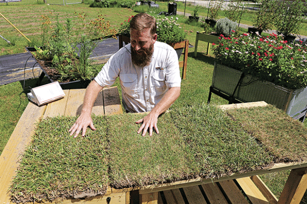 LSU AgCenter horticulture agent Will Afton stands with samples of four warm-season turfgrasses commonly used in Louisiana. From left to right are St. Augustinegrass, zoysiagrass, centipedegrass and bermudagrass. (Photo by Randy LaBauve/LSU AgCenter)