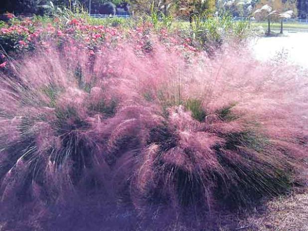 Pink muhly grass. (LSU AgCenter file photo by Allen Owings)
