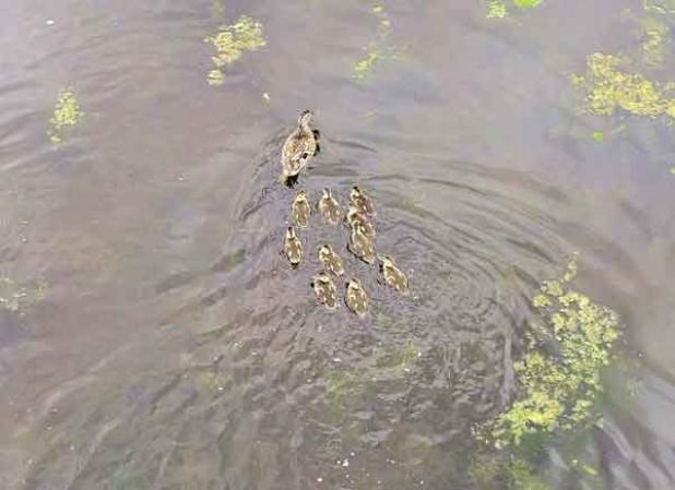 A mallard hen escorts her nine ducklings across a pond. The picture was taken by a drone as part of a project using drones outfitted with thermal imaging cameras to survey duck broods in Manitoba, Canada, and Minnesota. Once ducks were identified via thermal imaging, the drone would be lowered to take a color photograph to help identify the species.  (Photo by Jacob Bushaw/LSU AgCenter)