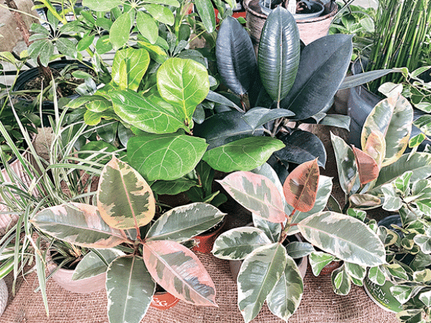  By Heather  Kirk-Ballard  LSU AgCenter  horticulturist  When the going gets tough, the tough get going indoors, especially during heat waves. If you are like me, the heat is really taking a toll on my gardening activities this summer. I garden because I love it, and I do it for my health and wellbeing too. However, these excessive heat warnings and danger of heat stroke or illness are keeping me from doing what I love. I’ve decided to focus my efforts indoors.    One way to beat the heat but still get your