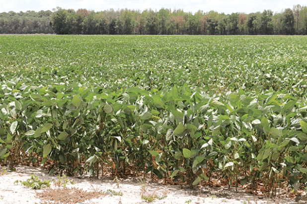 Soybeans in a field in Evangeline Parish north of Eunice weather another day of 100-degree heat on Tuesday. (Photo by Harlan Kirgan)