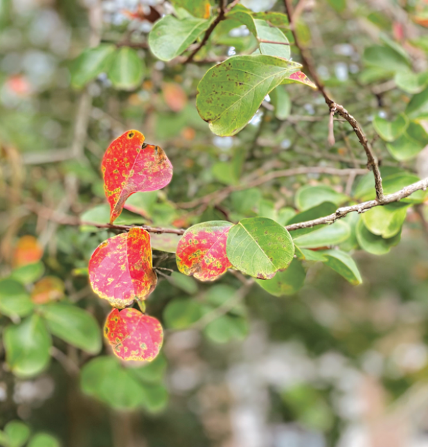 Leaves turn yellow, orange and red, then fall from the tree as if it were autumn. (Photos by Heather Kirk-Ballard/LSU AgCenter)