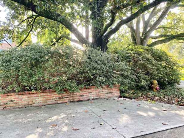 Hedges serve as a practical solution to create a boundary or to guide movement of people in a specific direction. (Photo by Heather Kirk-Ballard/LSU AgCenter)