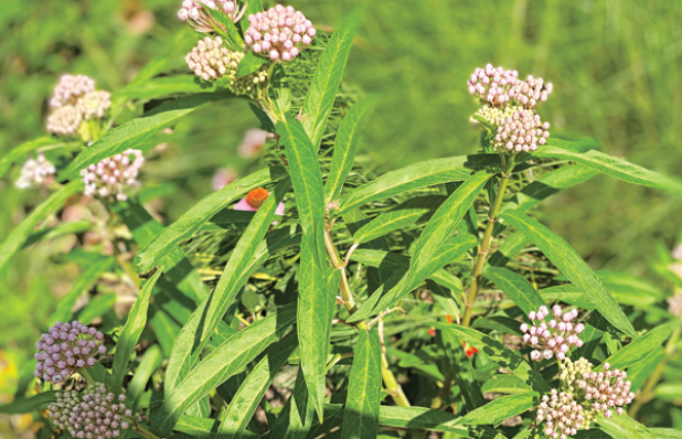 Swamp milkweed (A. incarnata) is an excellent native milkweed for monarch butterflies. (Photos by Heather Kirk-Ballard/LSU AgCenter)