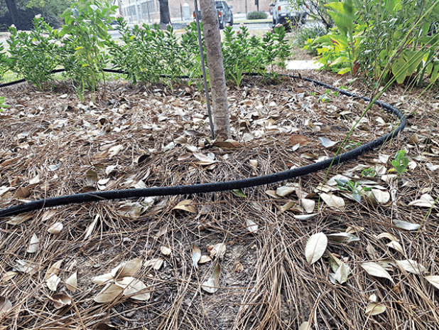 Wilted plants show signs of lacking the water necessary for healthy growth. (Photos by Heather Kirk-Ballard/LSU AgCenter)