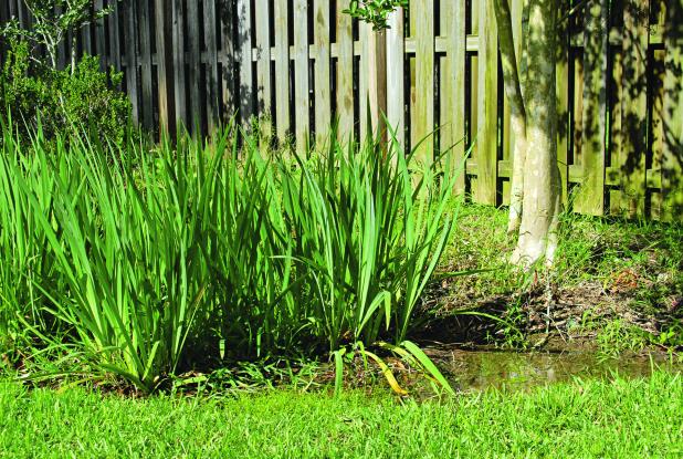 Louisiana irises make a great plant selection for a rain garden. (Photo by Heather Kirk-Ballard/LSU AgCenter)  