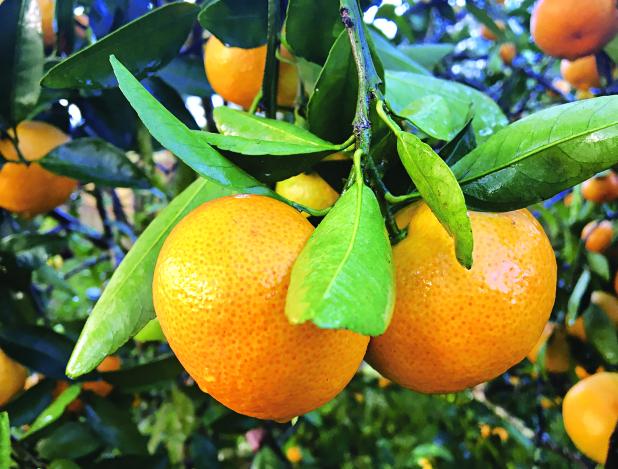 Gorgeous satsuma fruit ready to be eaten. Photo by Heather Kirk-Ballard/LSU AgCenter