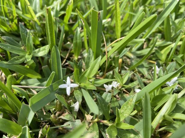 Virginia buttonweed is easy to spot in lawns because of its small white flowers. (Photo by Olivia McClure/LSU AgCenter)