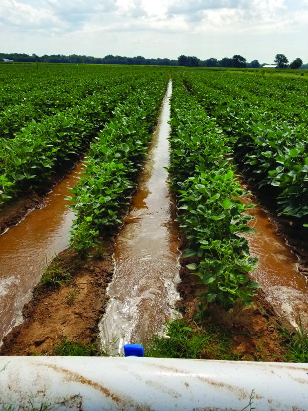 The LSU AgCenter’s new web-based Drought Irrigation Response Tool, or DIRT, is an integrative platform that assists farmers in making irrigation scheduling decisions during the crop season. (LSU AgCenter file photo)