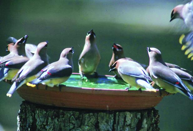 Properly cleaned bird baths provide healthy drinking water for birds. (LSU AgCenter file photo)