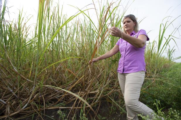 Renee Castro, LSU AgCenter area ag agent, examines shredded and browned tops of sugarcane that was impacted by Hurricane Ida’s strong winds in St. John the Baptist Parish, Sept. 8, 2021. Many cane stalks in this field, such as those to the left of Castro, were bent due to the wind impact. Photo by Olivia McClure/LSU AgCenter 