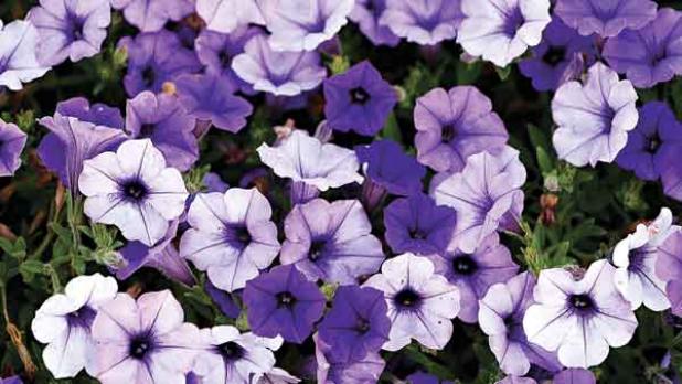 Supertunia Mini Vista Indigo has been named a fall 2021 Louisiana Super Plant selection. (Photo by Craig Gautreaux/LSU AgCenter )