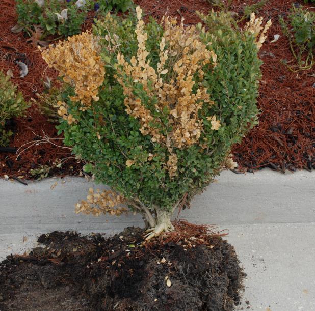 Caption: A boxwood exhibiting random dieback of twigs caused by boxwood dieback disease. (Photo provided by Raj Singh) 