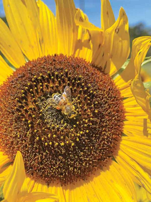 Pollen-producing sunflowers are perfect for home gardeners who are planting to support pollinators.