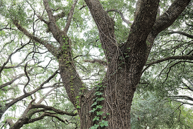 Woody vines cover a tree. (Photo by Randy LaBauve/LSU AgCenter)