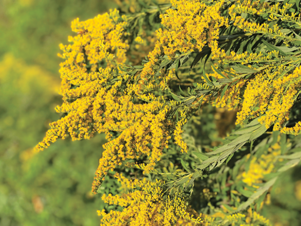 Goldenrod produces an abundance of gorgeous golden flowers. Photo by Heather Kirk-Ballard/LSU AgCenter 