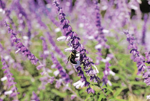 A bee collects pollen from a flower on a Mexican bush sage plant. (Photo by Randy LaBauve/LSU AgCenter)