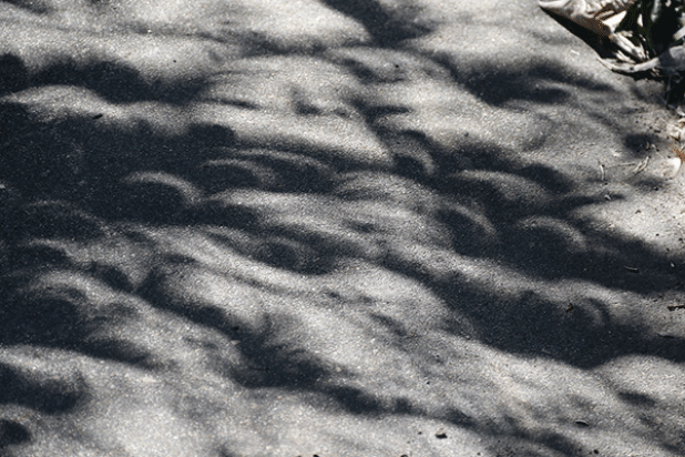 Saturday's eclipse turned a sidewalk into abstract scene as leaves acted like pinhole cameras to project the eclipse. (Photo by Harlan Kirgan)