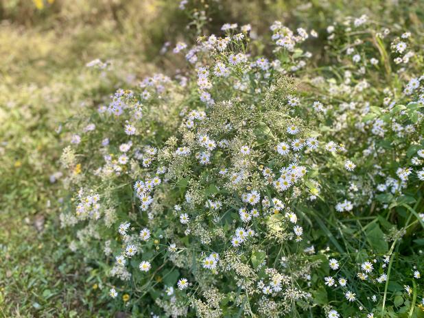 False aster (Boltonia asteroids) is a perennial native wildflower that blooms each fall. (Photo by Heather Kirk-Ballard/LSU AgCenter)