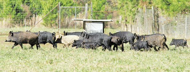 Feral hogs run through a field at the LSU AgCenter Bob R. Jones-Idlewild Research Station near Clinton. (LSU AgCenter file photo) 