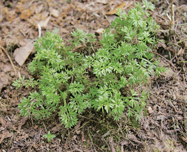 Stickers, also known as stickerweed, spurweed and burweed, germinate in lawns in the fall and produce painful stickers in the spring. (Photo by Ron Strahan/LSU AgCenter) 