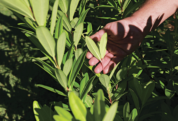 The leaves of Florida Sunshine anise emit a licorice-like scent when handled. The fragrance is pleasant to people and helps repel deer. (Photo by Randy LaBauve/LSU AgCenter)