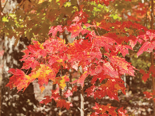 Anthocyanin pigments are responsible for purple and maroon colors of leaves in fall. (Photos by Heather Kirk-Ballard/LSU AgCenter) 