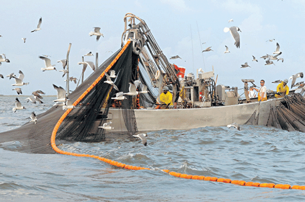 A fishing crew off the Louisiana coast reels in a large net full of menhaden. (Courtesy of Louisiana Sea Grant) 