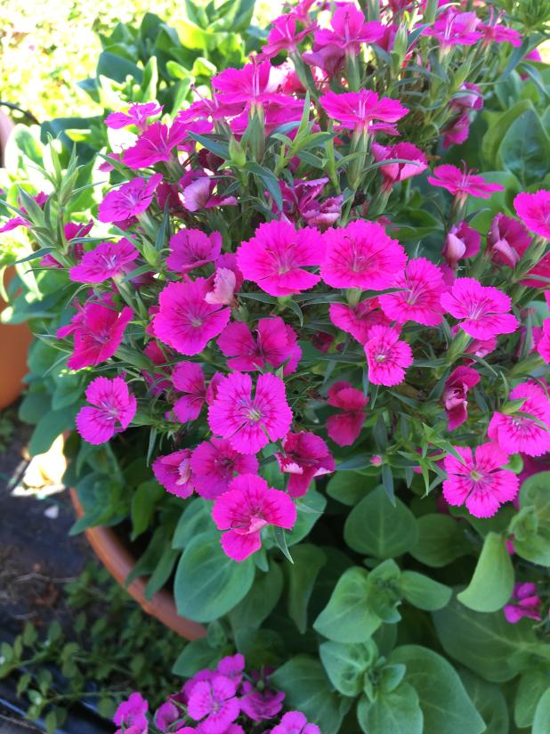 Dianthus is an excellent cool-season bedding plant. Look for Amazon and Jolt dianthus, both Louisiana Super Plants. (Photo by Heather Kirk-Ballard/LSU AgCenter) 