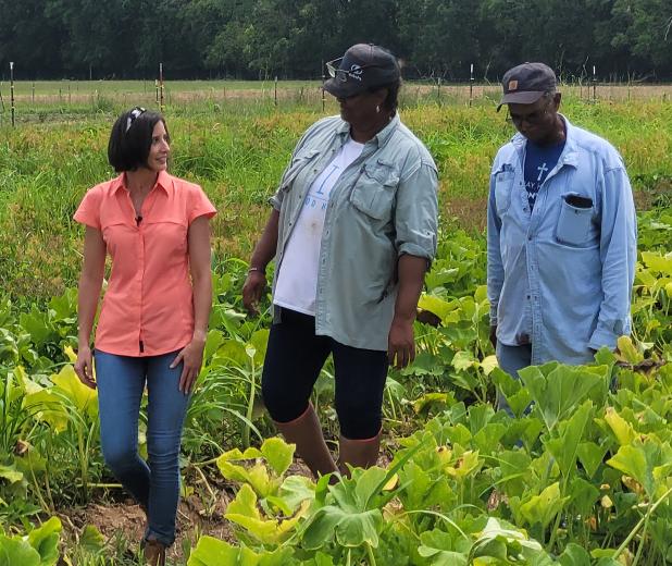 Crystal Besse, left, director of the LSU AgCenter Louisiana Farm to School Program, walks through a squash field with Opelousas farmers Betty and John Chenier. Photo provided by the Louisiana Farm to School Program