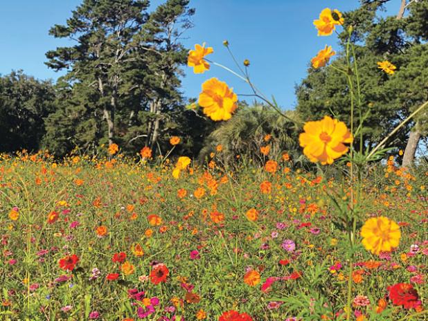 Pollinators love cosmos. They attract bees, butterflies, hummingbirds and many other types of pollinators. (Photos by Heather Kirk-Ballard/LSU AgCenter)