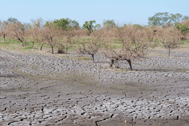 Citrus trees at the Becnel’s family orchard were killed by a 10-foot storm surge brought by Hurricane Ida. Ben Becnel Jr. estimates that nearly 2,000 citrus trees were destroyed by the storm and 75% of his fruit was lost. (Photos by Craig Gautreaux/LSU AgCenter)