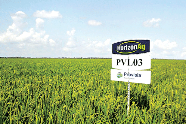 PVL03, a widely grown rice variety developed by the LSU AgCenter, was recently found to have a low glycemic index. (Photo provided by Horizon Ag)
