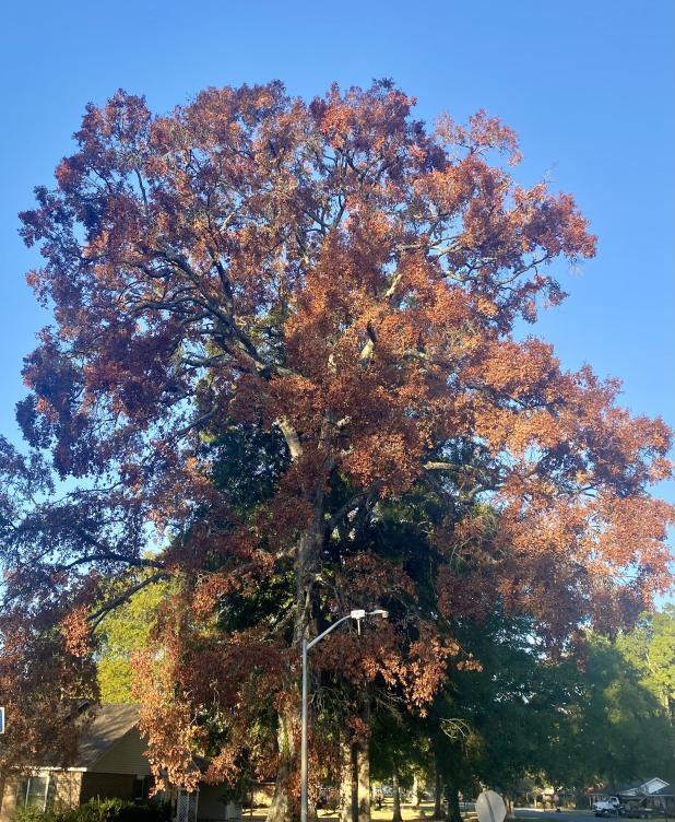 Trees will lose some branches in order to preserve the entire tree. 