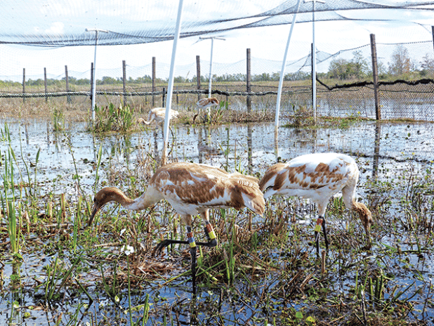 Juvenile whooping cranes released at White Lake Wetlands Conservation Area. (Louisiana Wildlife and Fisheries photo)