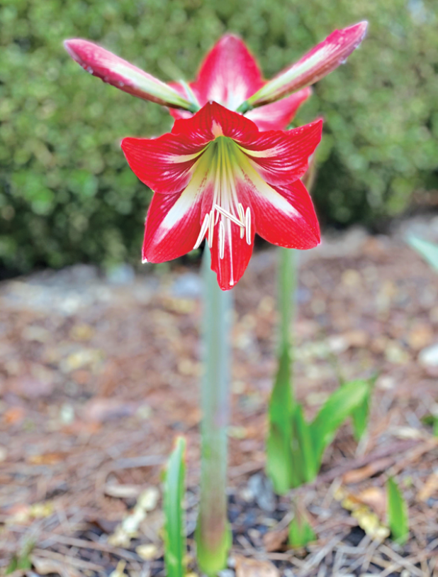 By Heather Kirk-Ballard  LSU AgCenter horticulturist  There are those who say you cannot force beauty — but I beg to differ. There are many beautiful bulbs out there that we can encourage to come out of dormancy by manipulating their environment, coaxing them to share their beauty even before they are naturally ready.  Spring-flowering bulbs can be tricked, or “forced,” into blooming indoors. The term forcing refers to the act of tricking bulbs into believing that it’s time to bloom. This can be done both i