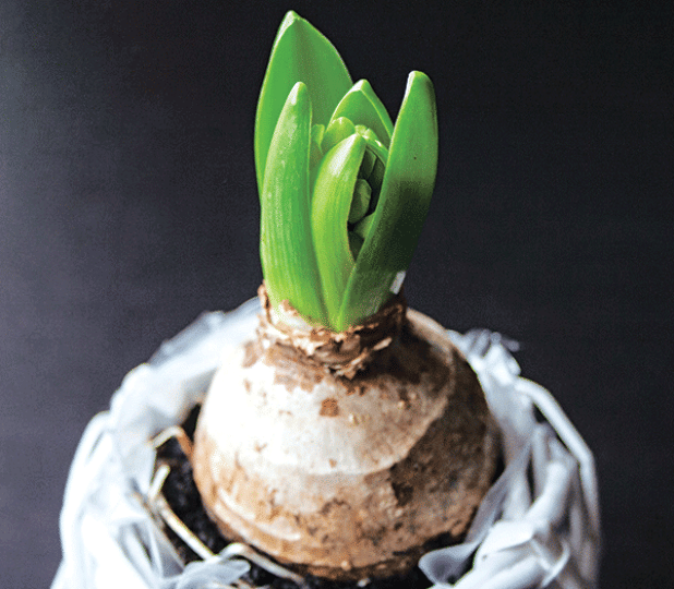 Bulbs can be forced by providing the environmental conditions to encourage growth. (LSU AgCenter file photo)