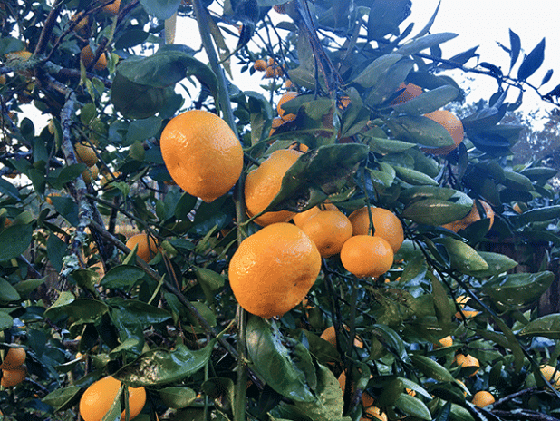 Satsumas ripen late summer through early winter depending on the cultivar. (Photo by Heather Kirk-Ballard/LSU AgCenter)
