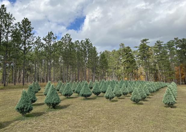 Carolina Sapphire Christmas trees grow in the LSU AgCenter Lee Memorial Forest near Bogalusa. (Photo by Joe Nehlig/LSU AgCenter)